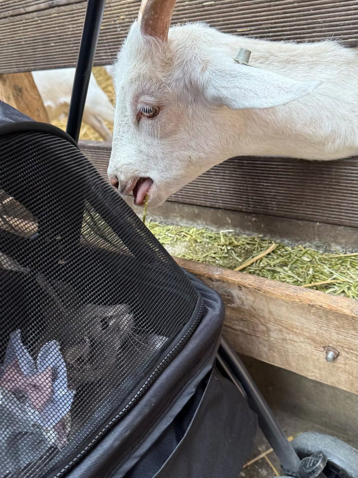 PawVoyage Stroller