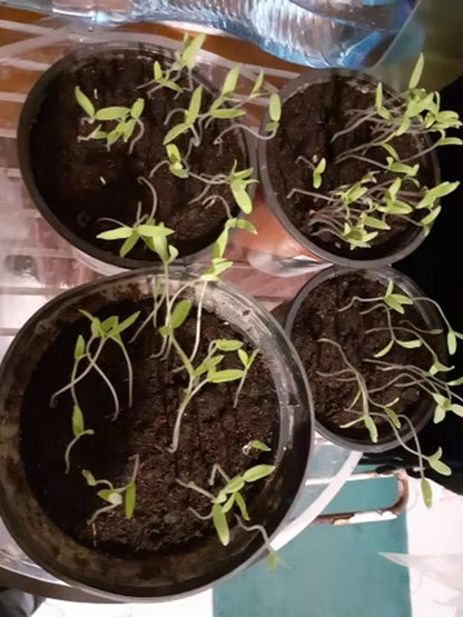 SproutGlow