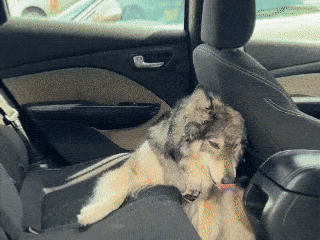 PawGuard Pro