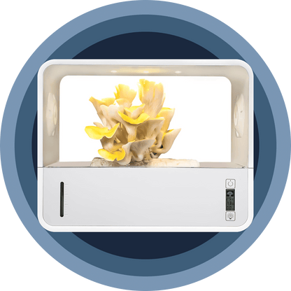 MycoDome