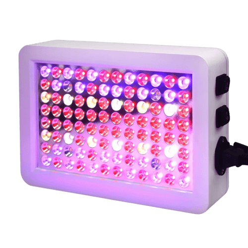 SpectraBloom